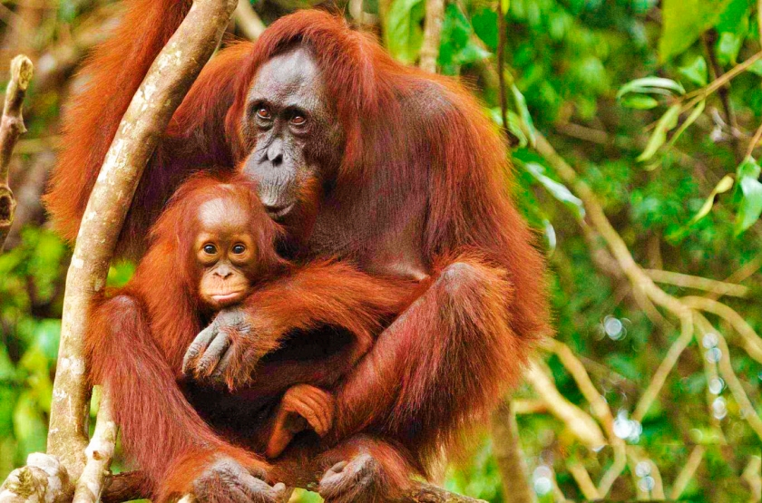 Indonesian Orangutan